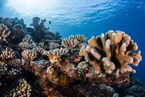 Corals in Tahiti. Photo: Tahiti Tourisme (Gregory Lecoeur)